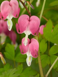 Dicentra spectabilis C2 - afbeelding 3