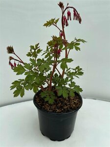 Dicentra spectabilis C2 - afbeelding 5
