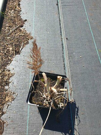 Foeniculum vulgare 'Purpureum' P9 - afbeelding 2