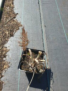 Foeniculum vulgare 'Purpureum' P9 - afbeelding 2