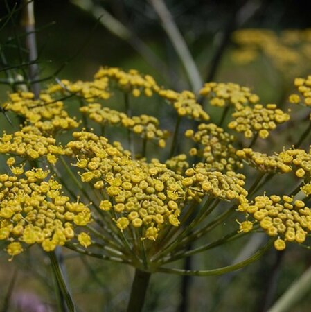 Foeniculum vulgare 'Purpureum' P9 - afbeelding 3
