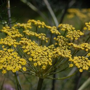 Foeniculum vulgare 'Purpureum' P9 - afbeelding 3