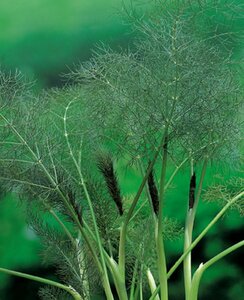 Foeniculum vulgare 'Purpureum' P9 - afbeelding 4