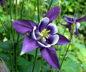Aquilegia vulgaris P9 - afbeelding 4