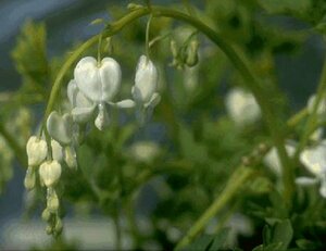 Dicentra spectabilis 'Alba' P9