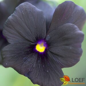 Viola cornuta 'Molly Sanderson' P9
