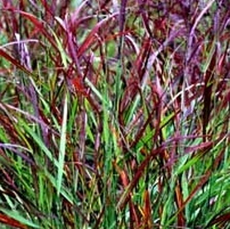 Panicum virgatum 'Rotstrahlbusch' C2 - afbeelding 1