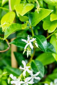 Trachelospermum jasminoides Haagelement 120x180 