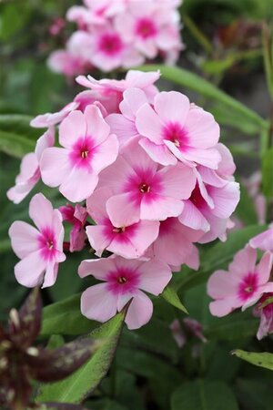 Phlox paniculata 'Bright Eyes' P9 - afbeelding 2