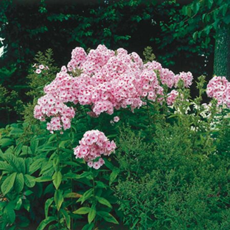 Phlox paniculata 'Bright Eyes' P9 - afbeelding 3