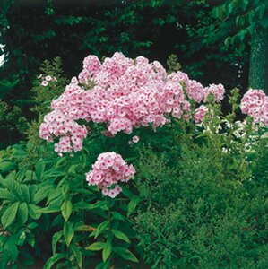 Phlox paniculata 'Bright Eyes' P9 - afbeelding 3