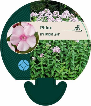 Phlox paniculata 'Bright Eyes' P9 - afbeelding 1