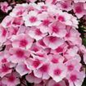 Phlox paniculata 'Bright Eyes' P9 - afbeelding 4