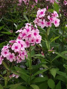 Phlox paniculata 'Bright Eyes' P9 - afbeelding 5