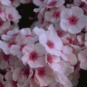 Phlox paniculata 'Bright Eyes' P9 - afbeelding 6