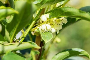 Actinidia arguta 'Issai' 50/60 C. 