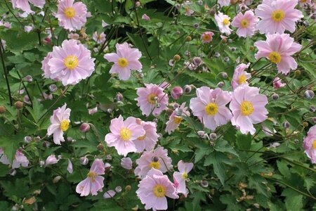 Anemone hupehensis 'September Charm' P9 - afbeelding 3
