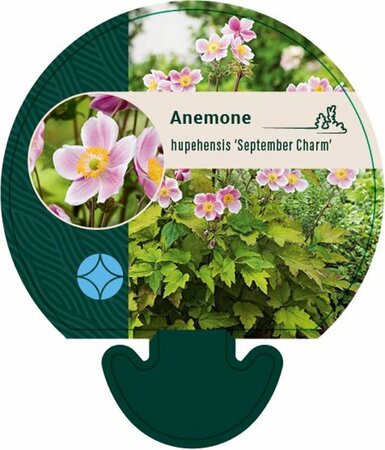 Anemone hupehensis 'September Charm' P9 - afbeelding 2
