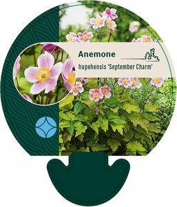 Anemone hupehensis 'September Charm' P9 - afbeelding 2