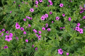 Geranium 'Patricia' P9