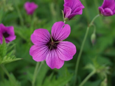 Geranium 'Patricia' P9 - afbeelding 2