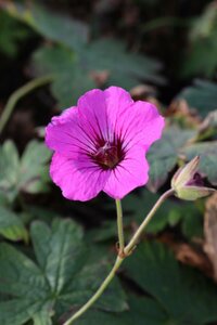 Geranium 'Patricia' P9