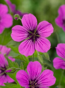 Geranium 'Patricia' P9 - afbeelding 3