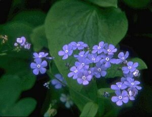 Brunnera macrophylla P9