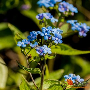 Brunnera macrophylla P9 - afbeelding 9