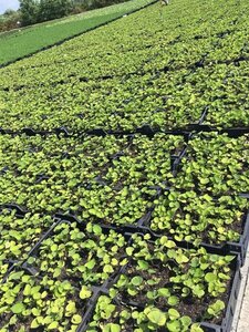 Brunnera macrophylla P9 - afbeelding 4