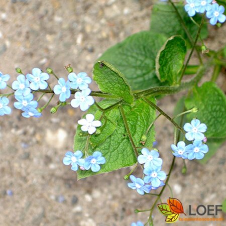 Brunnera macrophylla P9 - afbeelding 7