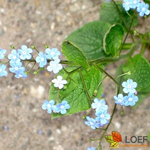 Brunnera macrophylla P9 - afbeelding 7
