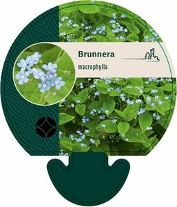Brunnera macrophylla P9 - afbeelding 3