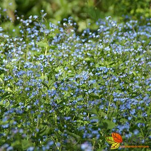 Brunnera macrophylla P9 - afbeelding 6