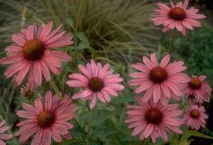 Echinacea purpurea P9