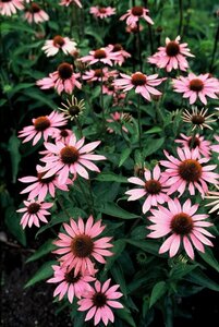 Echinacea purpurea P9 - afbeelding 2
