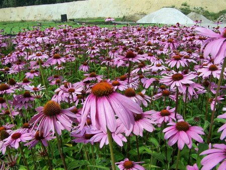 Echinacea purpurea P9 - afbeelding 7