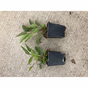 Echinacea purpurea P9 - afbeelding 12