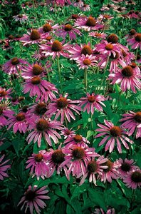 Echinacea purpurea P9 - afbeelding 6