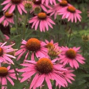 Echinacea purpurea P9 - afbeelding 5