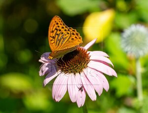 Echinacea purpurea P9 - afbeelding 4