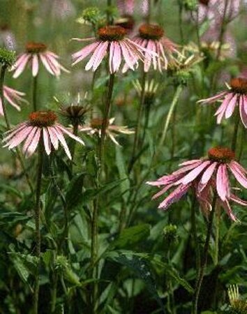 Echinacea purpurea P9 - afbeelding 9