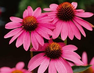 Echinacea purpurea P9 - afbeelding 3
