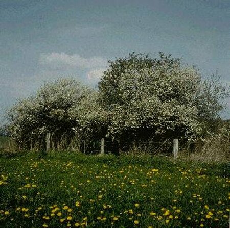 Prunus spinosa 60/80 C. - afbeelding 1