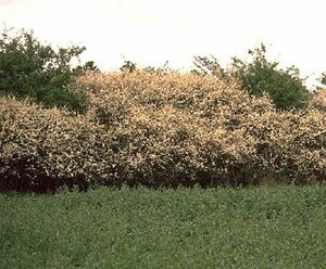Prunus spinosa 60/80 C. - afbeelding 2