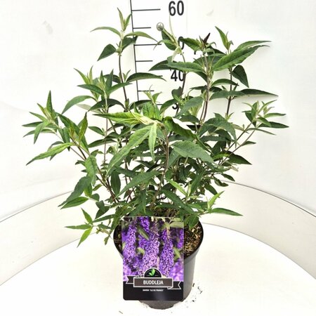 Buddleja davidii 'Ile de France' C2 - afbeelding 2