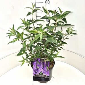 Buddleja davidii 'Ile de France' C2 - afbeelding 2