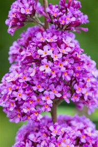 Buddleja davidii 'Ile de France' C2