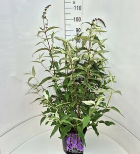 Buddleja davidii 'Ile de France' C2 - afbeelding 7