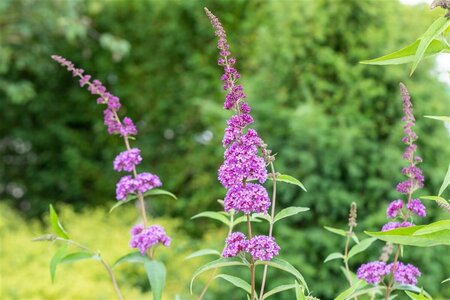 Buddleja davidii 'Ile de France' C2 - afbeelding 9